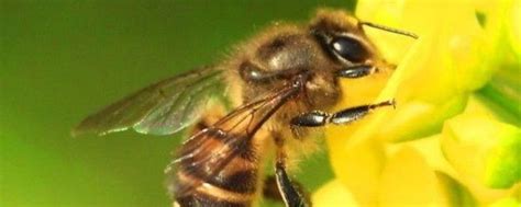 蜜蜂在家筑巢怎么办